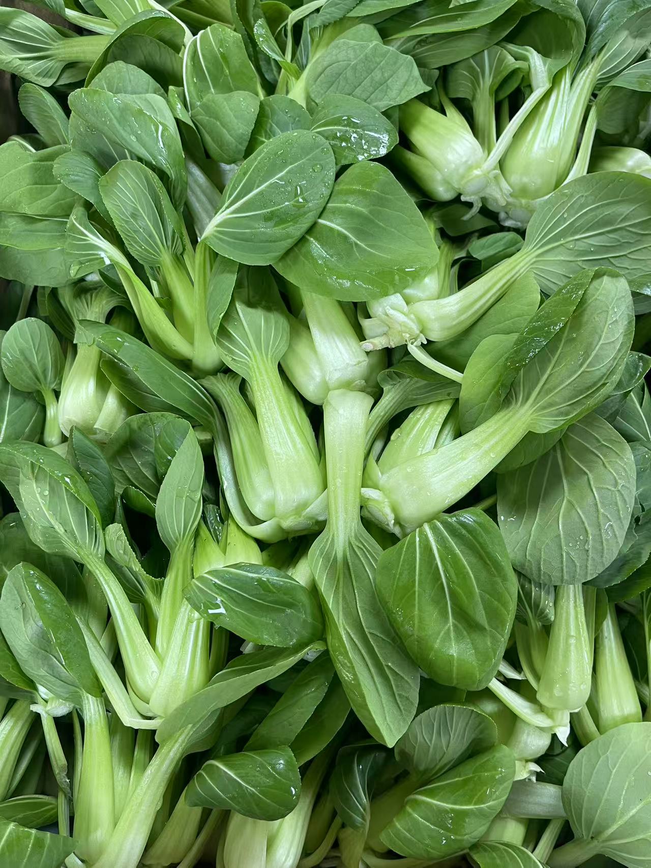 Shanghai Paksoi (上海白菜) 1kg